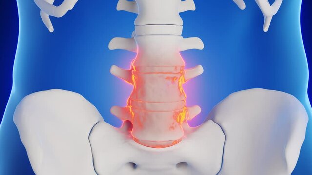 Animation of the bones of the lumbar spine of a male human