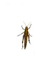 grasshopper It's a PNG file with a transparent background, Wood insects, pests, dangers,edible high protein food,Should be disposed of. Dangerous to plants.