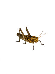 grasshopper It's a PNG file with a transparent background, Wood insects, pests, dangers,edible high protein food,Should be disposed of. Dangerous to plants.