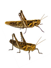 grasshopper It's a PNG file with a transparent background, Wood insects, pests, dangers,edible high protein food,Should be disposed of. Dangerous to plants.