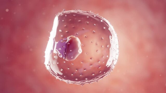 Animation of a 1 week old embryo inside the uterus