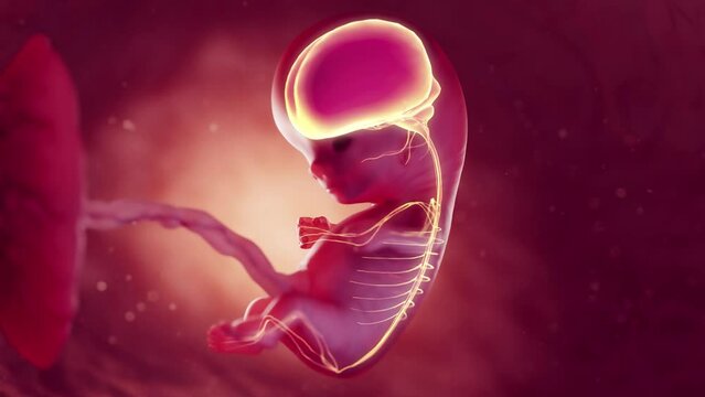 Animation of an embryo's nervous system at 10 weeks
