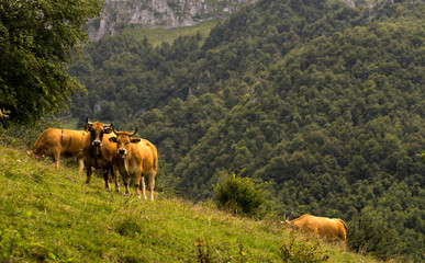 Cows grazing in Parque natural de Redes, Asturias, Spain