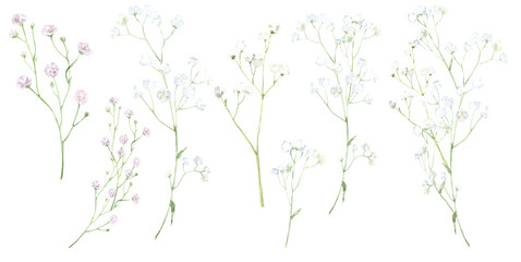 Obraz premium Watercolor floral illustration on a transparent background. White and pink gypsophila. Perfect wedding set for designing invitations, cards, stationery