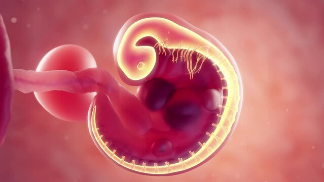 Animation of nervous system at 5 weeks gestation