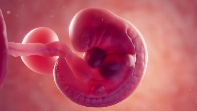 Animation of an embryo at 5 weeks gestation