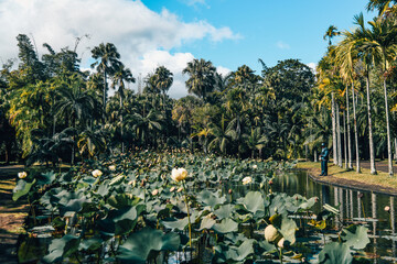 the botanical gardens of Mauritius