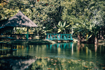 the botanical gardens of Mauritius
