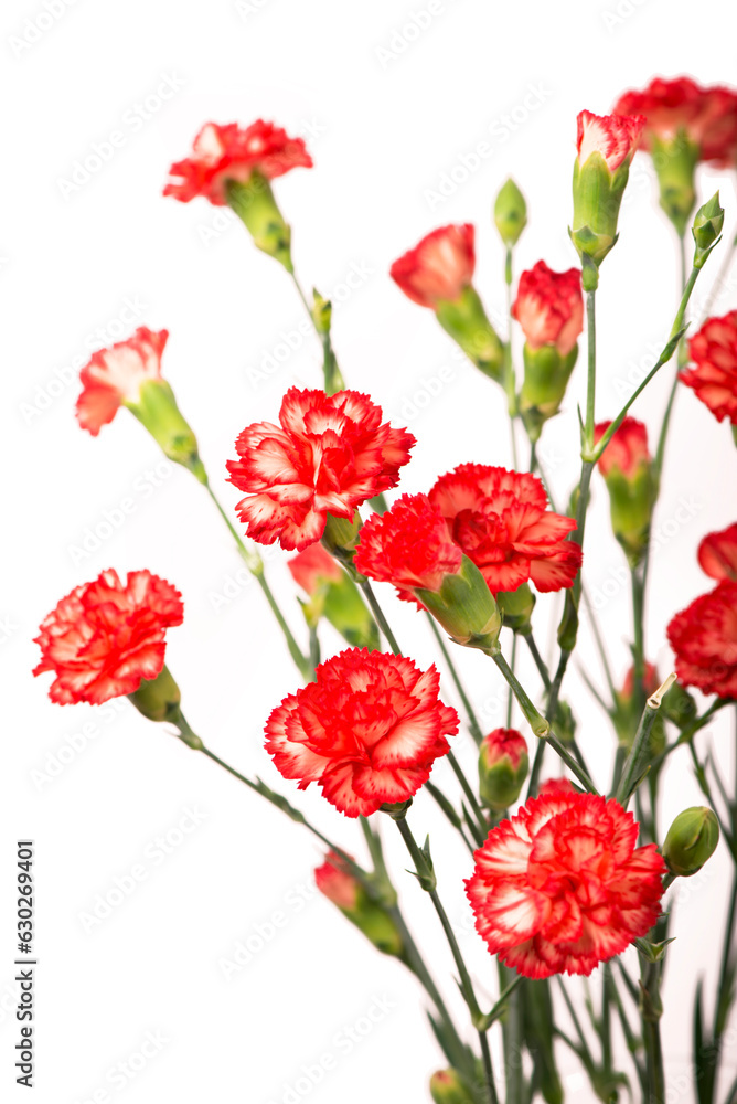 Canvas Prints red carnation