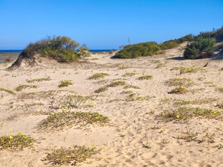 Dunes in the beach 