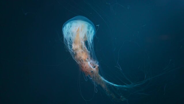 beautiful colorful jellyfish medusa swim underwater in ocean or zoo
