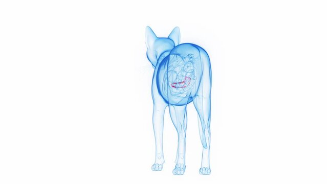 Animation of the pancreas of a cat
