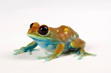 Uluguru forest tree frog // Uluguru-Waldsteigerfrosch (Leptopelis uluguruensis) - Tanzania
