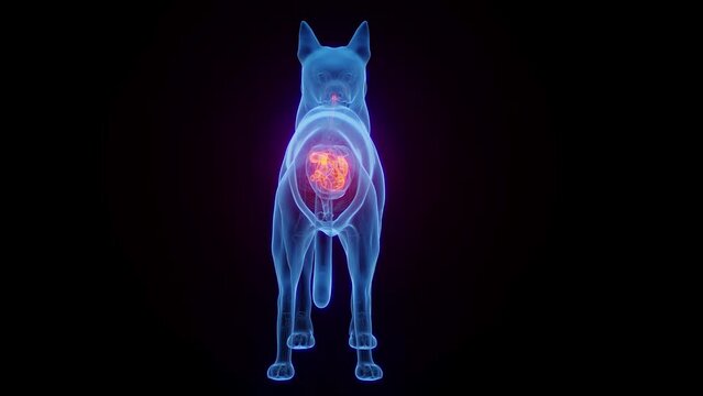 Animation of a dog's digestive organs