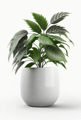houseplant in pot isolated white background, interior design, botanical concept. Generative AI