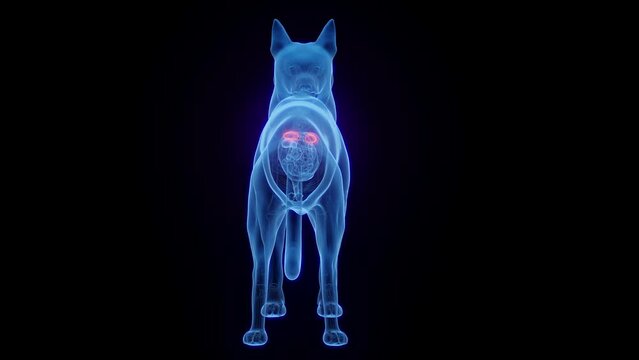 Animation of a dog's kidneys