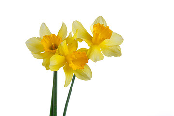 beautiful yellow flowers daffodils in a vase on a white background - Powered by Adobe