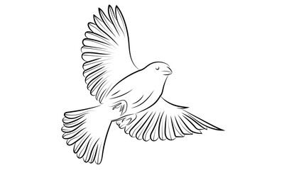 Bird flying line art  Black and white illustration.