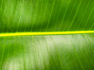 close up of green leaf texture. nature background and wallpaper.