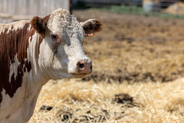 Cows, young individuals belong to artiodactyls. Calves, young animals of both sexes under the age...
