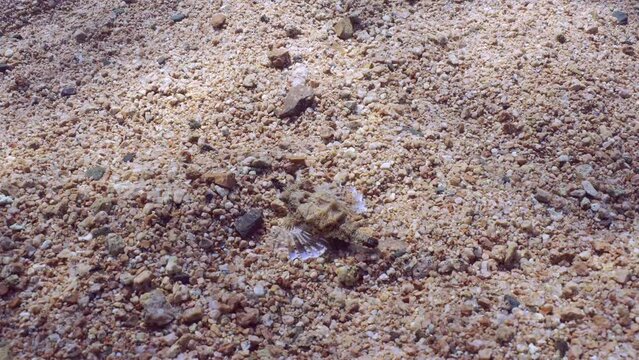 Common Seamoth, Little Dragonfish or Short Dragonfish (Eurypegasus draconis) walking on sandy bottom on sunny day in sun glare, top view 