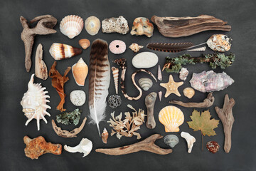 Natural assortment of nature objects with feathers, driftwood, seashells, rocks and moss. Detailed study on mottled gray background.
