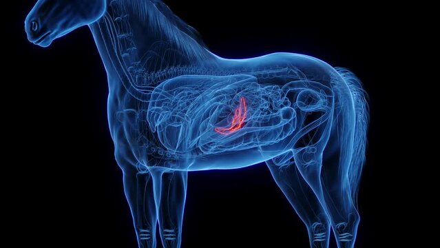 Animation of a horse's pancreas