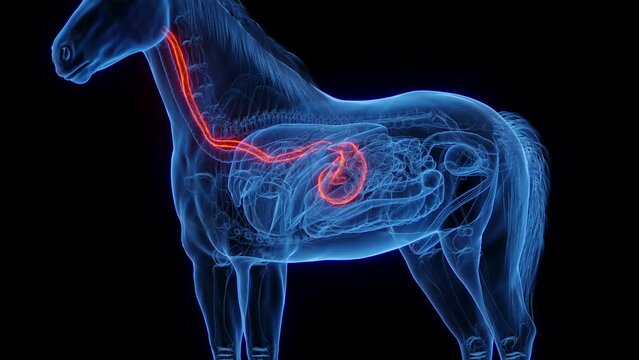 Animation of a horse's stomach and esophagus