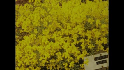 United Kingdom 1966, English Nursery Cultivation - 1960s Historic Footage