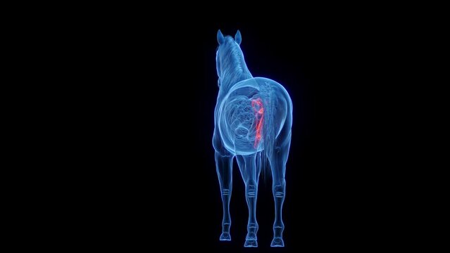 Animation of a horse's male genitals