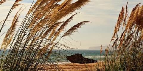 Golden Grass and Rocky Shoreline: A Serene Beachscape. Horizontal banner