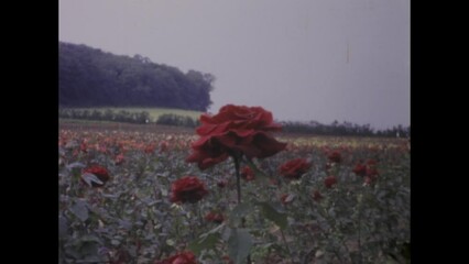 United Kingdom 1966, Rose Cultivation Field - Vintage 1960s Footage