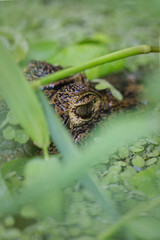 crocodile eye 
