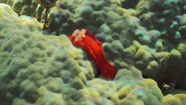 Bright red Sea Slug craws on coral reef in sunrays on daytime. Spanish Dancer Nudibranch (Hexabranchus sanguineus) crawling on hard coral in bright sunbeams, Close up, Slow motion