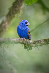 blue bird on a branch