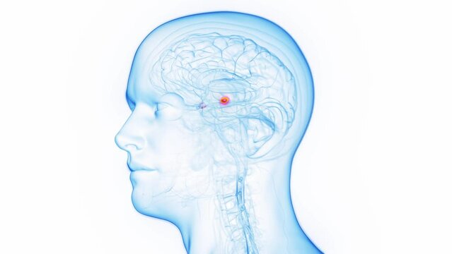 Animation of a man's amygdala