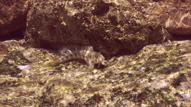 Lawnmower Blenny (Salarias fasciatus) on rocky reef on bright sunny day in sun glare, slow motion