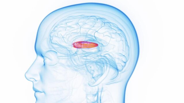 Animation of a man's lateral globus pallidus