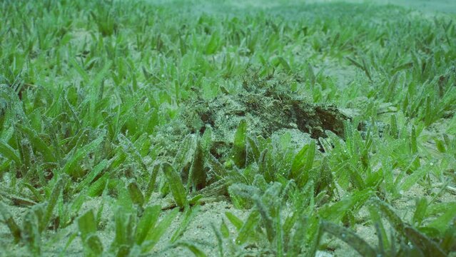 Close-up of Bearded Scorpionfish (Scorpaenopsis barbata) lies camouflaged among green algae Smooth ribbon seagrass (Cymodocea rotundata) on the seabed in sunlight
