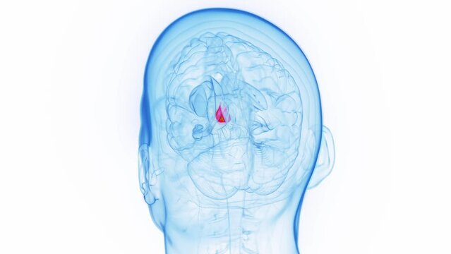 Animation of a man's hypothalamus