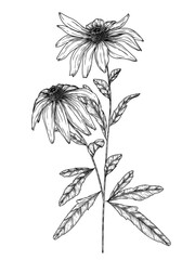 Vector illustration of rudbeckia flowers in engraving style