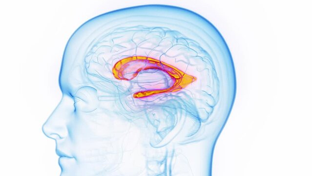 Animation of a man's lateral ventricle