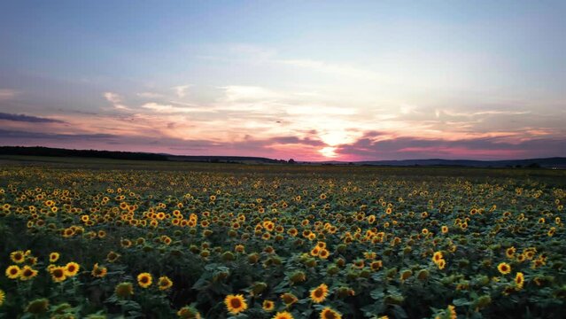 Aerial panning of agriculture sunflower crop field in summer at sunset, drone view