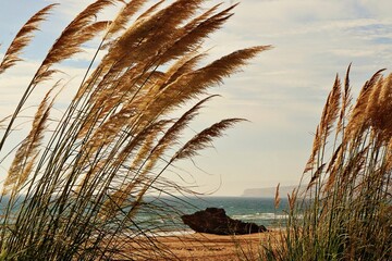 Serene Pampas Grass in the Wind, with Ocean in the Background
