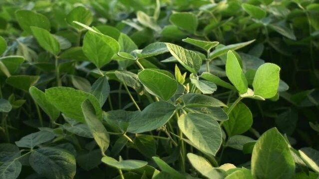 Soybean field in sunset light. Green plants general plan nature agriculture. Organic farming. Soy vegetable healthy food agriculture. Agriculture plantation business farm sunlight concept. Slow motion