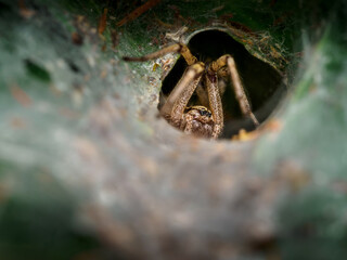 Araña en su tela