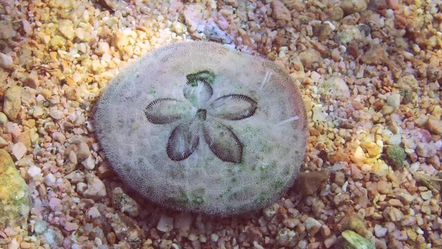 Close up of sea urchin Sand dollar, Cake urchin or Sea Biscuits on sandy bottom in sun glare