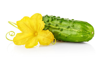 Fresh Green Cucumber vegetable with yellow flower. Natural cucumber vegetable, organic food isolated on white background