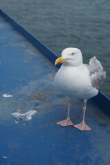 Möwe auf einem schiff als blider Passagier