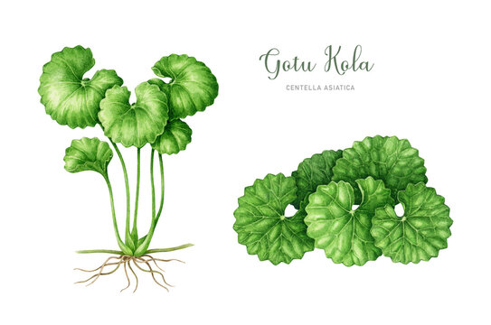 Gotu kola plant vintage style watercolor botanical illustration set. Hand drawn Centella asiatica herb detailed image. Gotu kola medicinal herb leaves, stem, root element. White background.